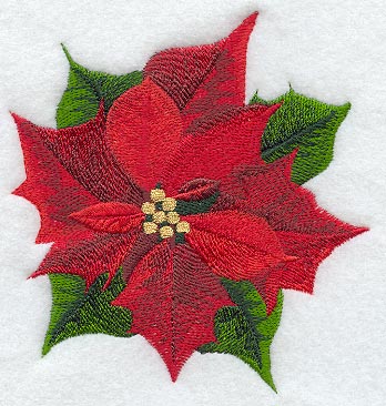 Poinsettia