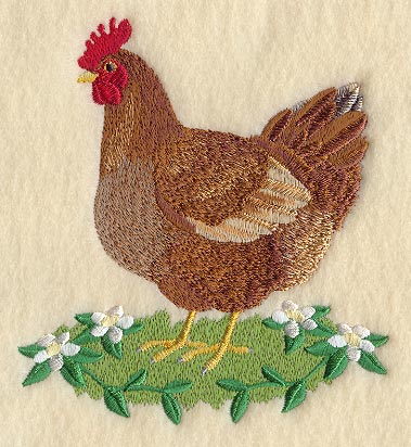 Rhode Island Red Hen