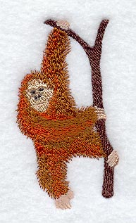 Orangutan