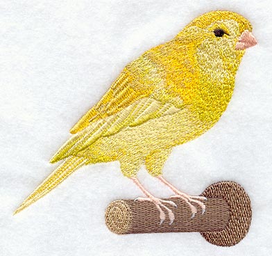 American Singer Canary