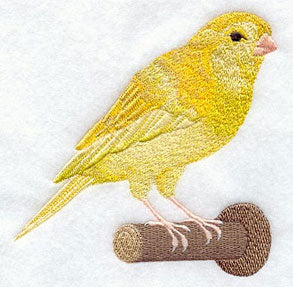 American Singer Canary