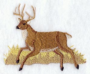 Whitetail Deer in Grass