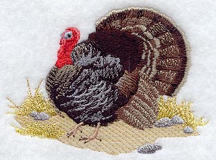 Wild Turkey in Grass