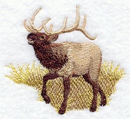 Elk in Grass