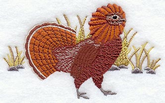 Ruffed Grouse in Grass