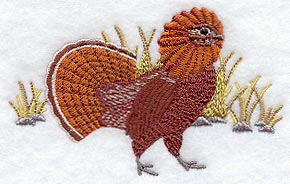 Ruffed Grouse in Grass