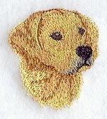 Golden Retriever Head