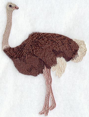Ostrich