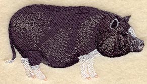 Potbelly Pig