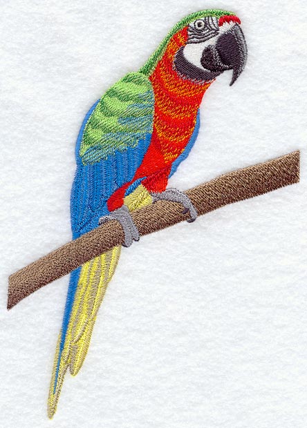 Harlequin Macaw