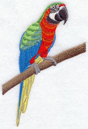 Harlequin Macaw