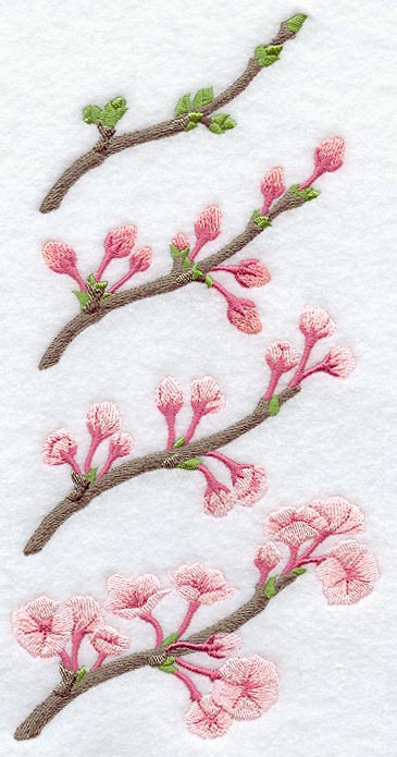 Growing Cherry Blossoms