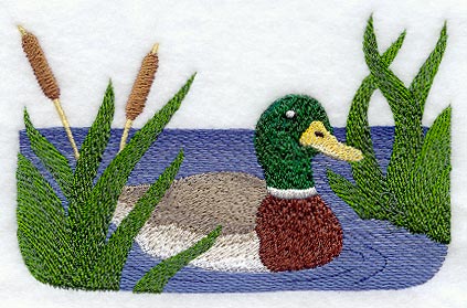 Mallard Duck in Cattails