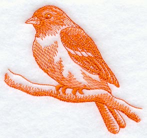 Baltimore Oriole (Toile)