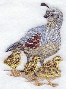 Gambel's Quail and Chicks