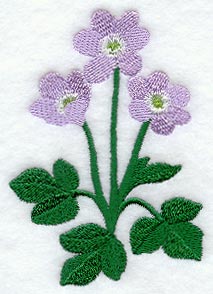 Hepatica