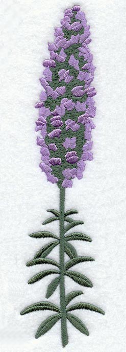Lupine (Long-Stemmed)