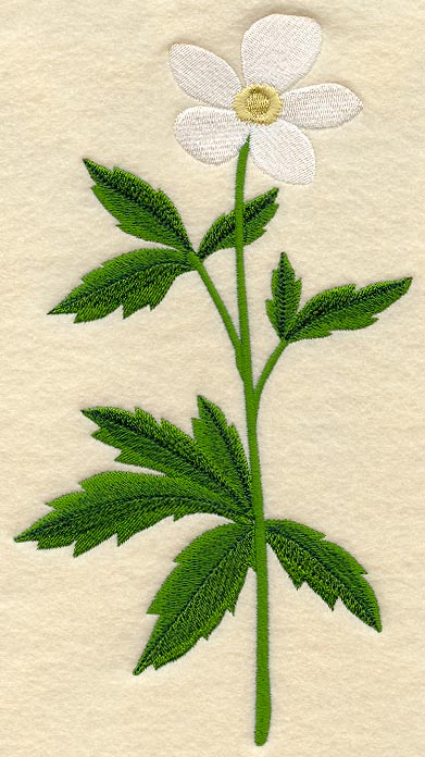 Canada Anemone (Long-Stemmed)