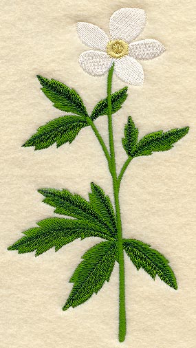 Canada Anemone (Long-Stemmed)