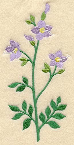 Jacob's Ladder (Long-Stemmed)