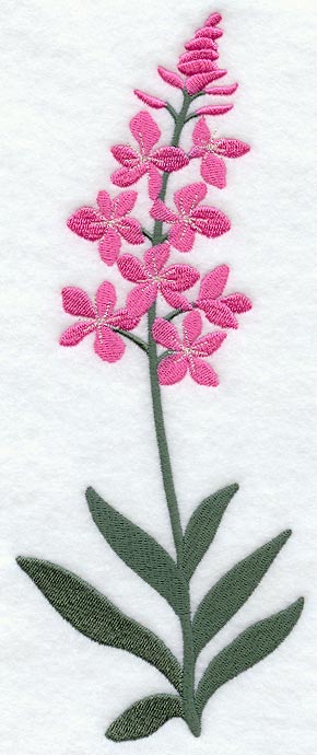 Fireweed (Long-Stemmed)