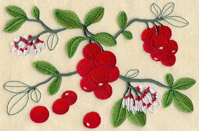 Lingonberry Botanical