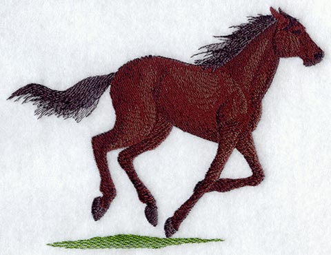 Thoroughbred Horse