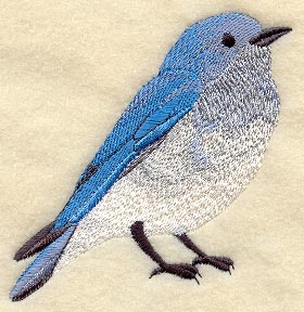 Mountain Bluebird
