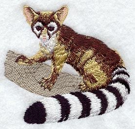 Ringtail
