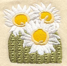 Saguaro Cactus Blossom