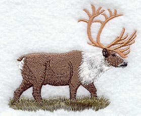 Caribou