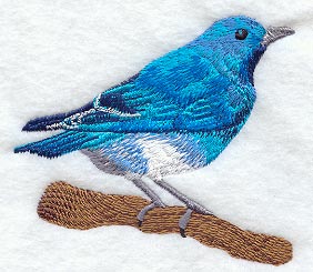 Mountain Bluebird