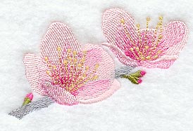 Peach Blossom