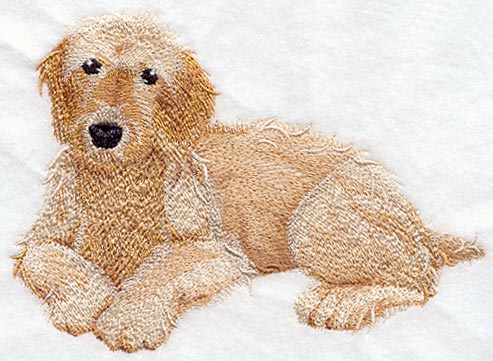 Golden Doodle