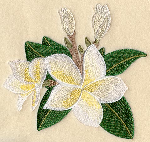 Frangipani Flower Bunch 1