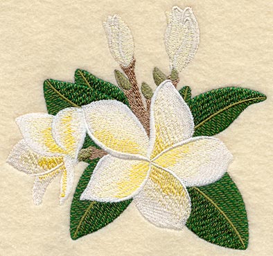 Frangipani Flower Bunch 1