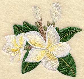 Frangipani Flower Bunch 1