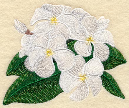 Frangipani Flower Bunch 4