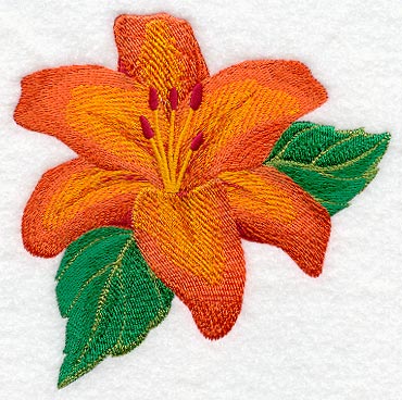 Asiatic Lily Blossom