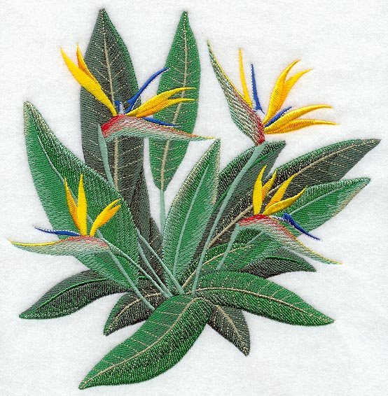 Bird of Paradise Tropical Flower