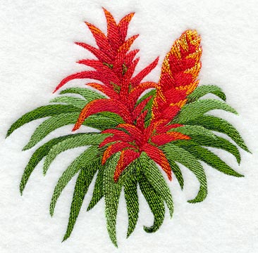 Bromeliad Tropical Flower