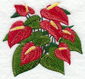 Anthurium Tropical Flower