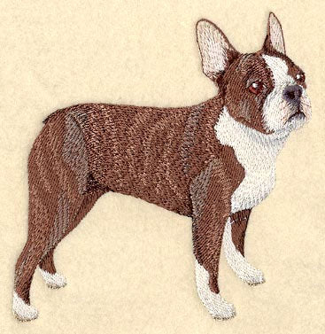 Boston Terrier