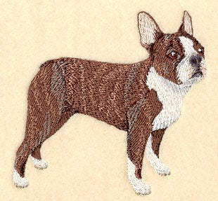 Boston Terrier