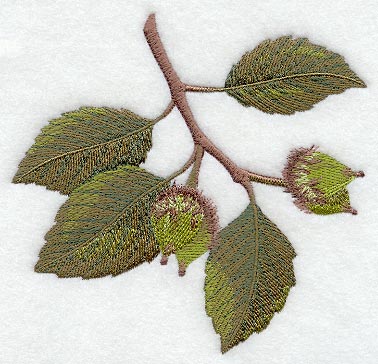 American Beech Leaf