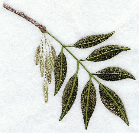 White Ash Leaf