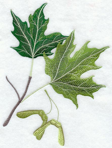 Sugar Maple Leaf