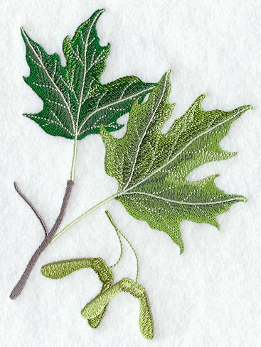 Sugar Maple Leaf