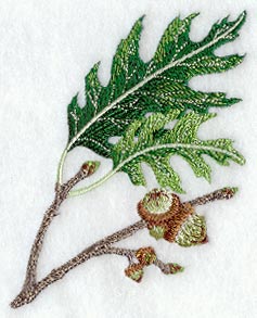 Red Oak Leaf