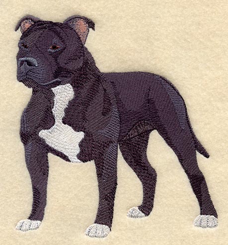 Staffordshire Bull Terrier